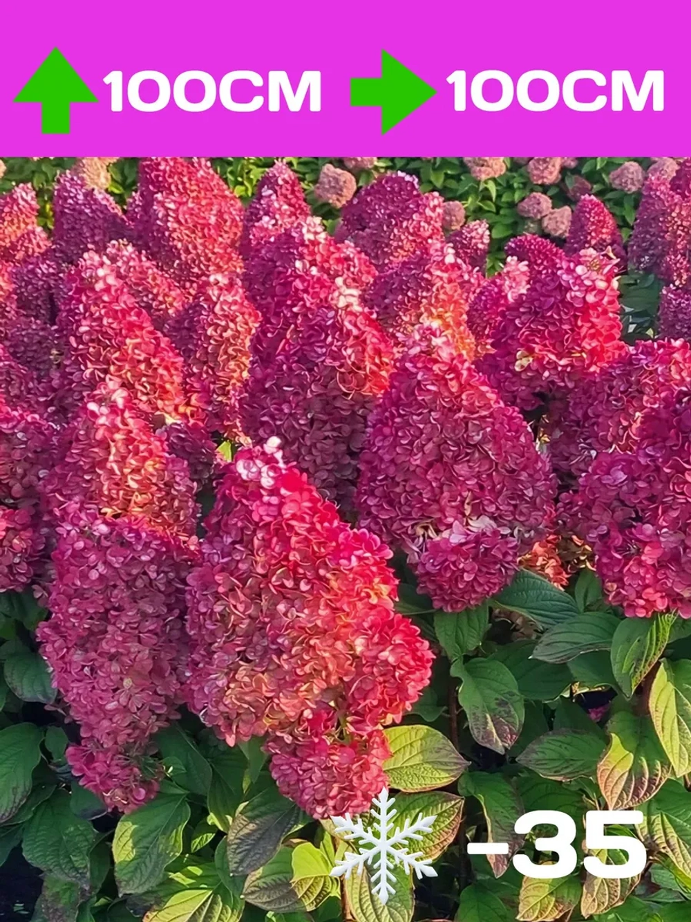 Колорфул Коктель гортензия метельчатая