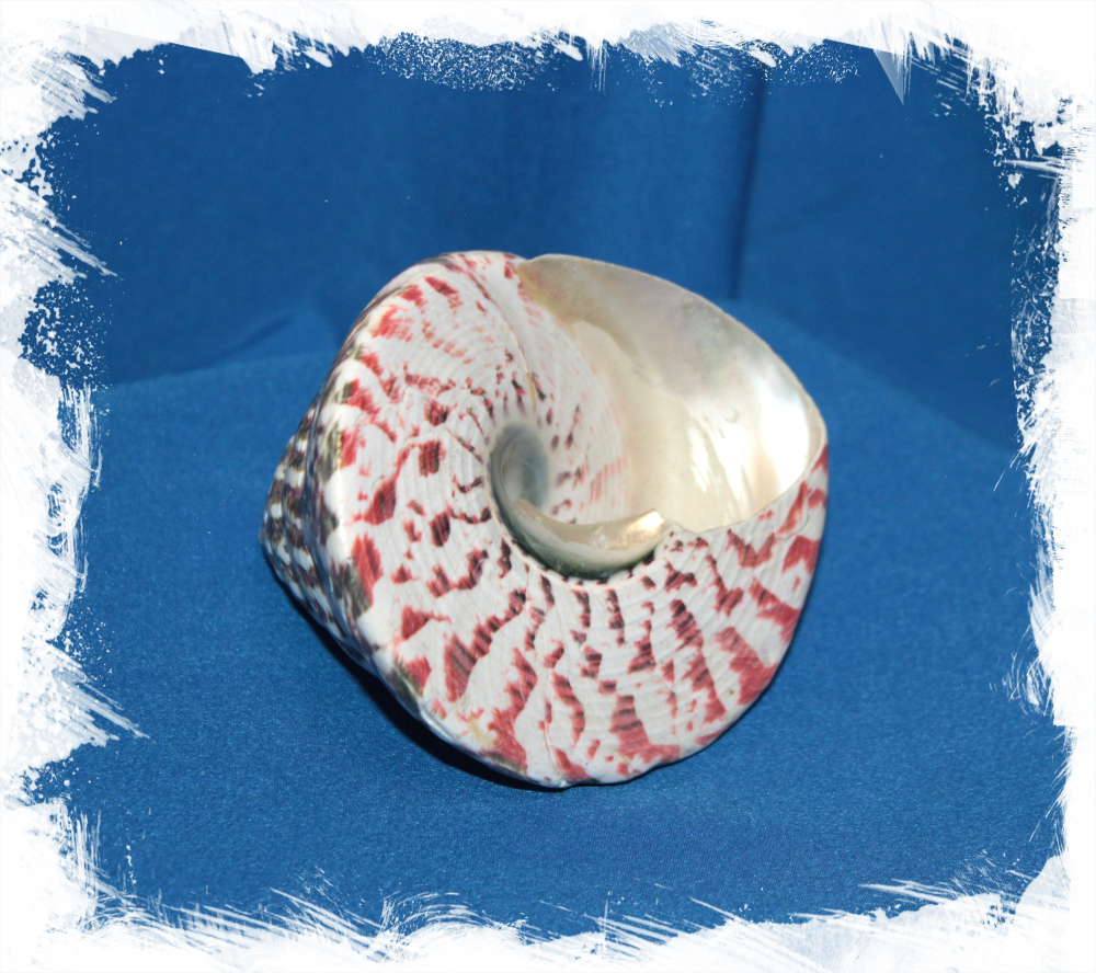 Нильский трохус 6 - 8 см