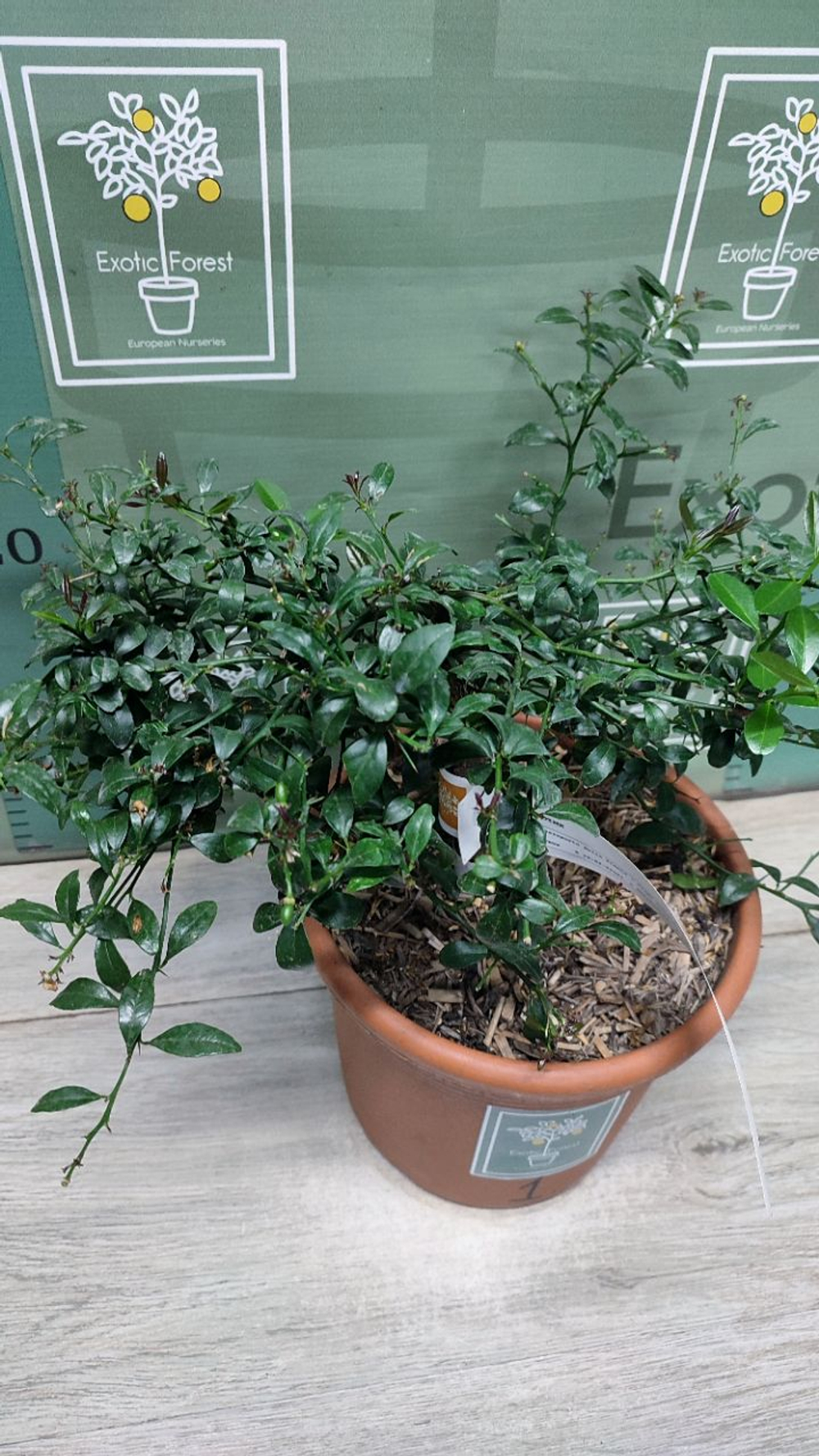 Микроцитрус "Blood Lime"