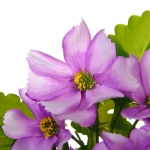 Цветочная композиция «Поцелуй лета» Космея сиреневая 20см