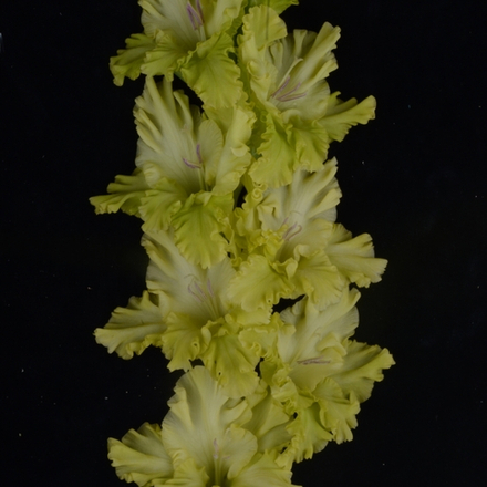 Гладиолус крупноцветковый Артишок
