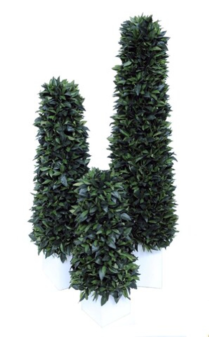 Лавр конус.165 см [Арт. 4880059]