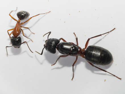 Camponotus herculeanus