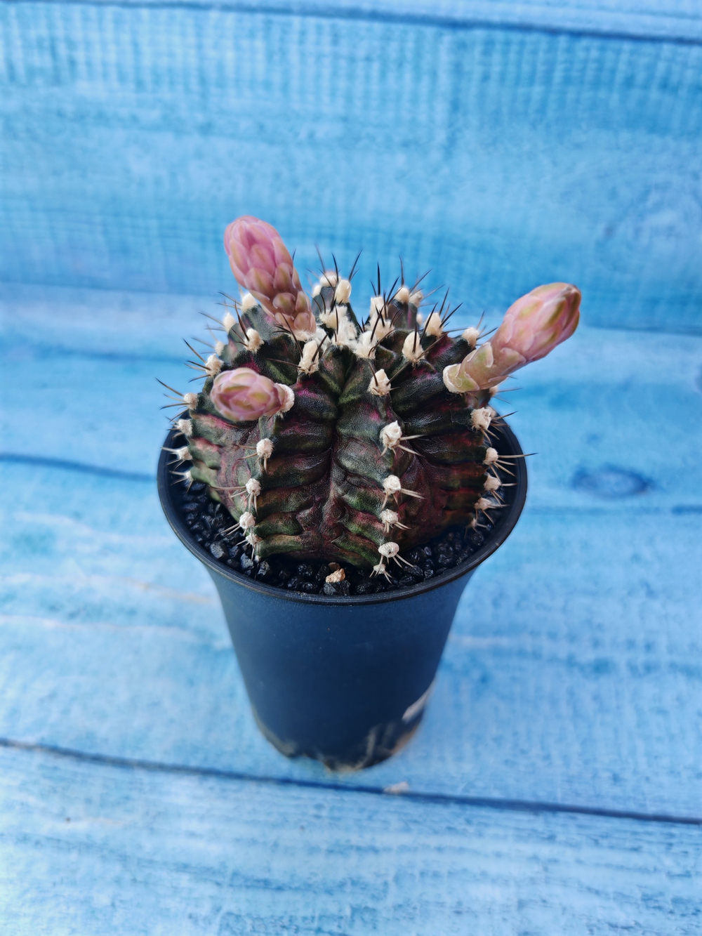 Gymnocalycium T-Rex Pink hybride (Гимнокалициум T-rex)