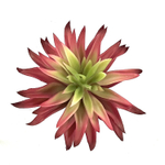 Суккулент 101 красный