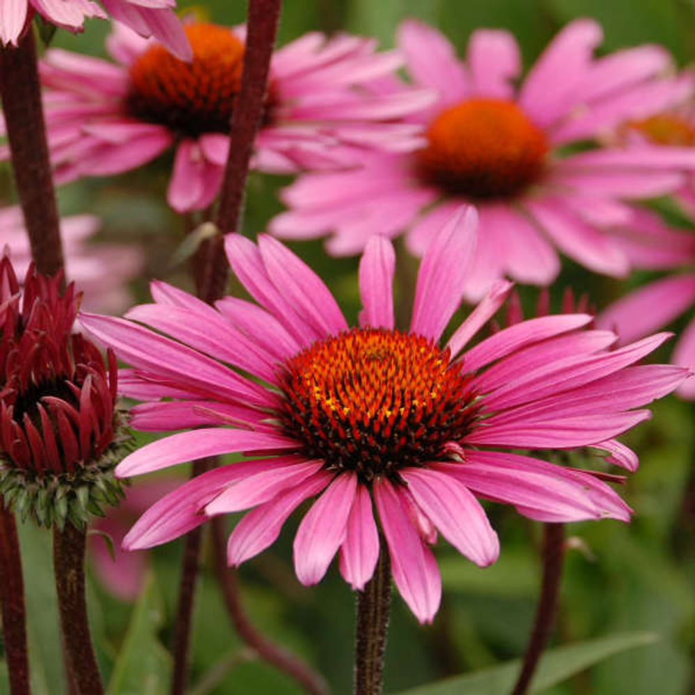 Эхинацея пурпурная "Fatal Atraction". Echinacea purpurea "Fatal Atraction".