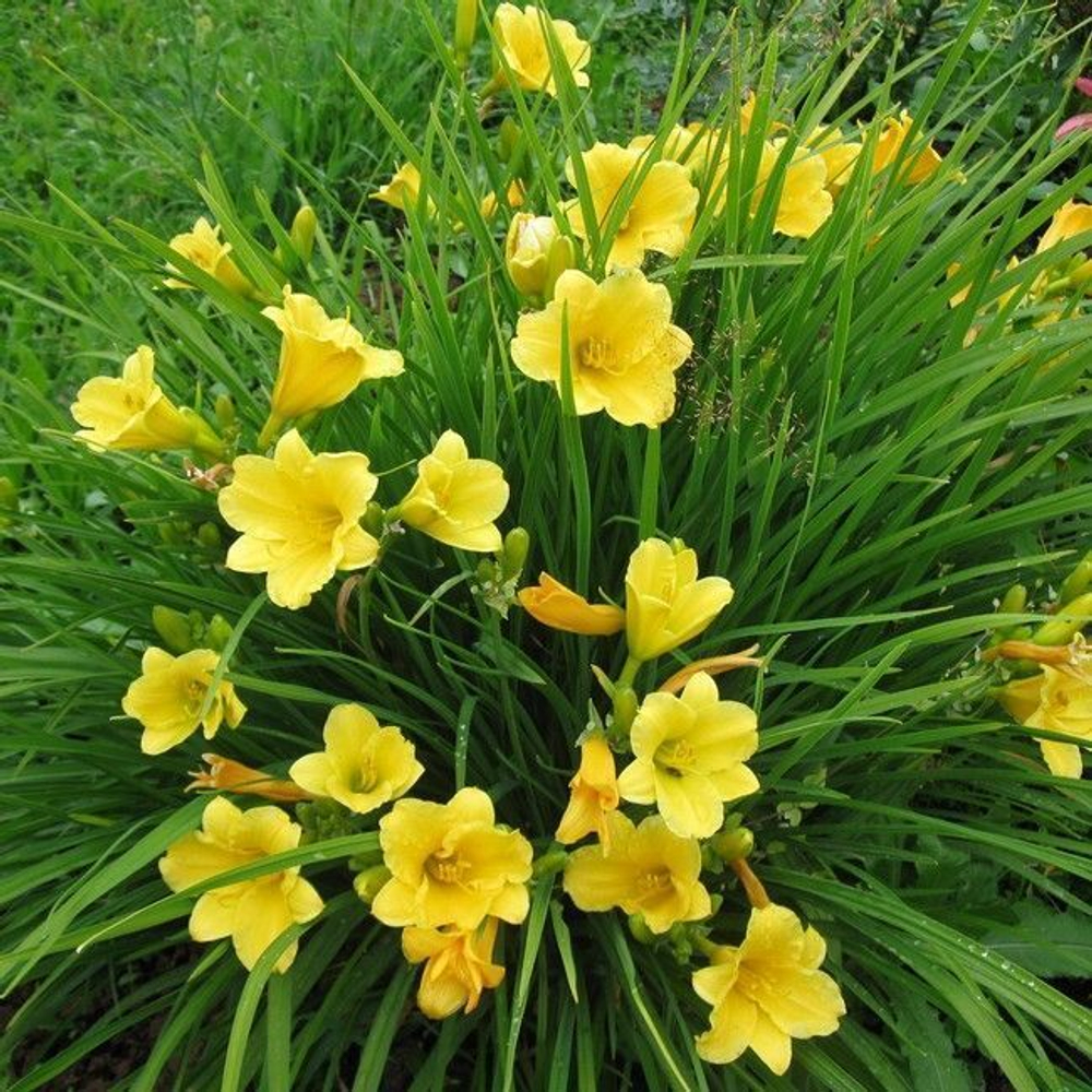 Лилейник "Stella d'Oro". Hemerocallis "Stella d'Oro".