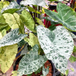 Колоказия CHIANG KHAN DIAMOND