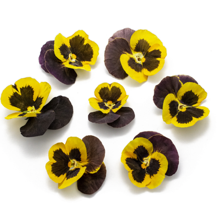 Виола обезвоженная   Black lemon -  объёмный цветок, 15 шт
