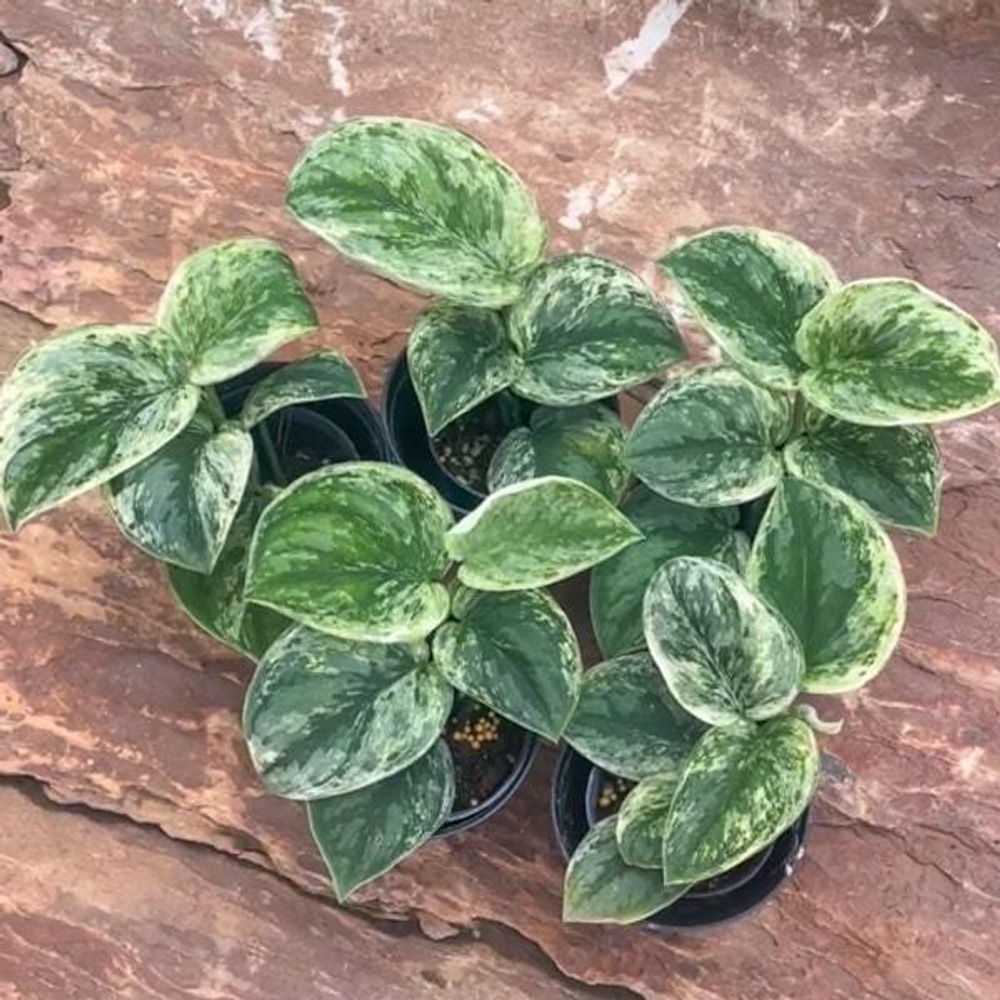 Сциндапсус PICTUS EXOTICA VAR HOLOGRAM
