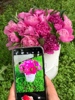 21 малиновый пион в коробке