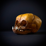 Маленький монстр