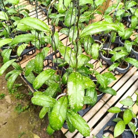 Хойя NORTH SUMATRA