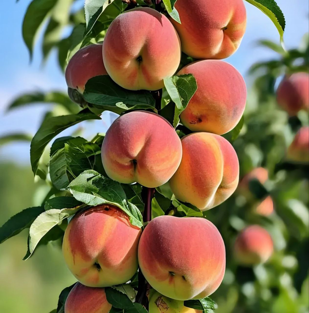 Персик пирамидальный Юбилей Столицы