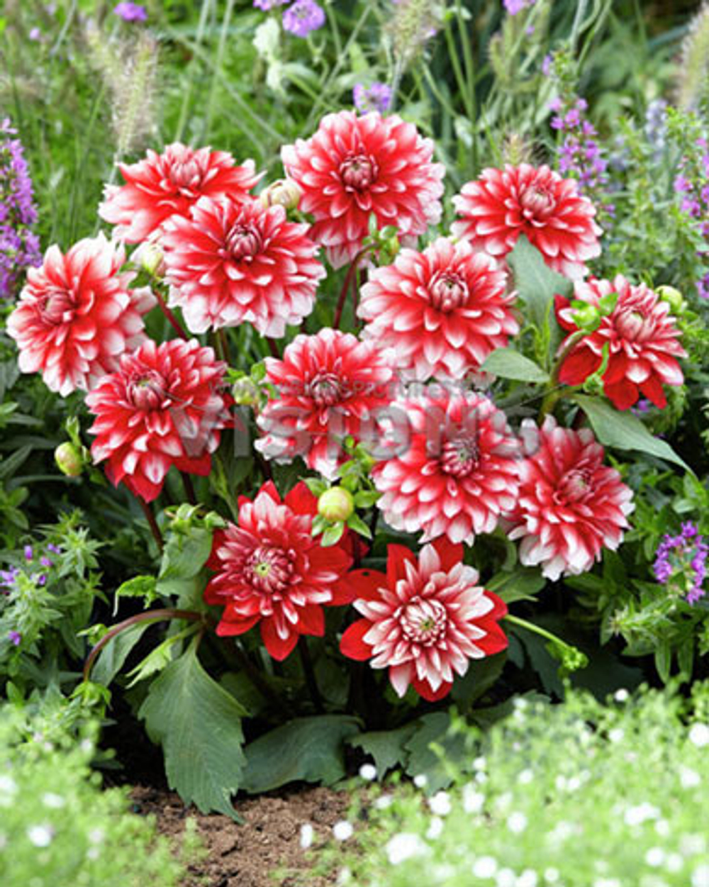 Георгина Ларриз Лав декоративная