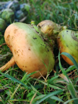 Репа пареная