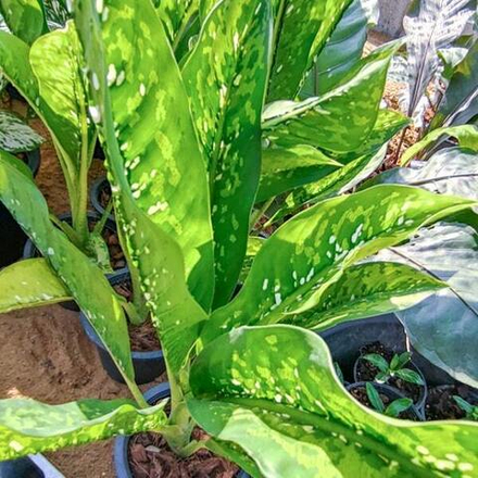 Диффенбахия CROCODILE