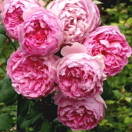 Анри лё Сиданэ (Henri le Sidaner)