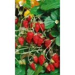 Семена Земляника Лесная сказка (УД) 0,05гр Е/П