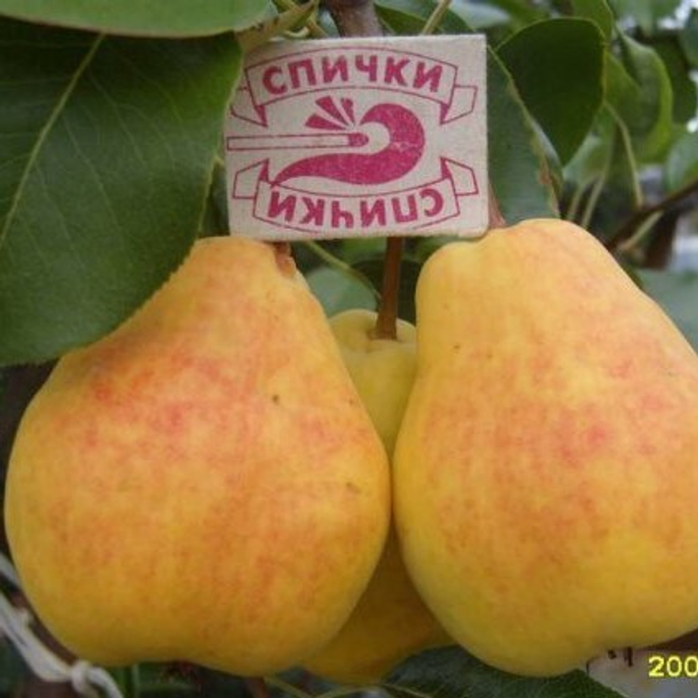 Груша Кафедральная