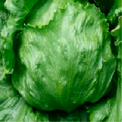 Шелли семена салата айсберг (Hazera / Хазера)