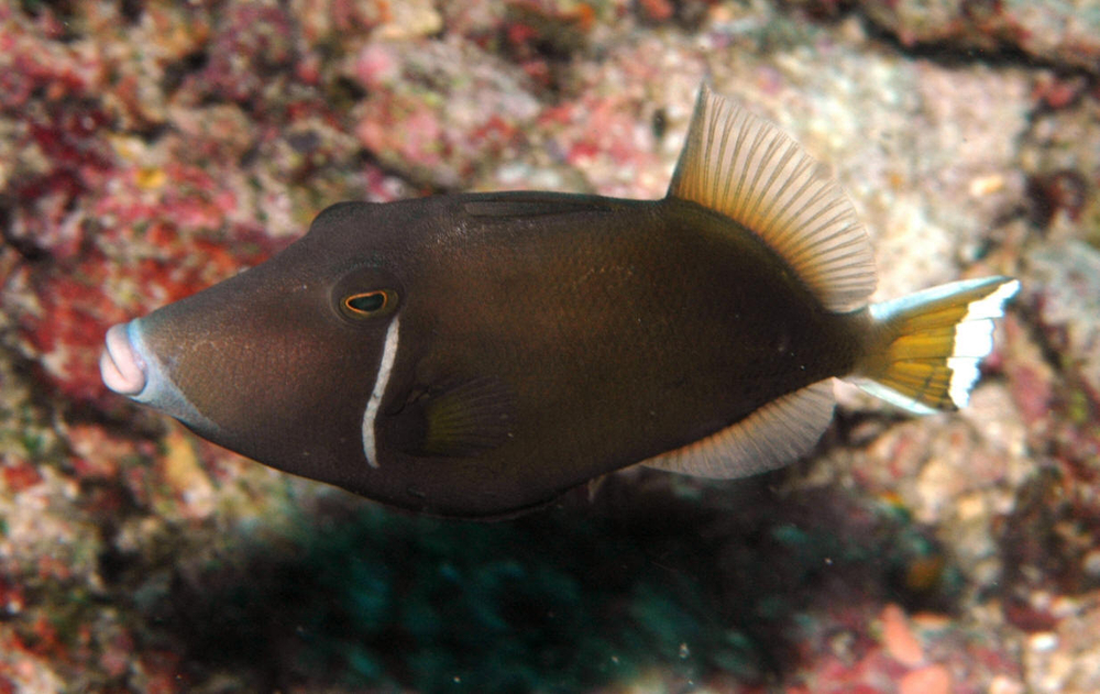 Спинорог суффламен полулунный (Sufflamen chrysopterum)