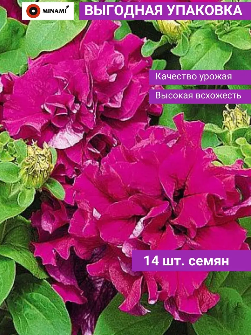 Петуния махровая Дуо F1 Бургунди