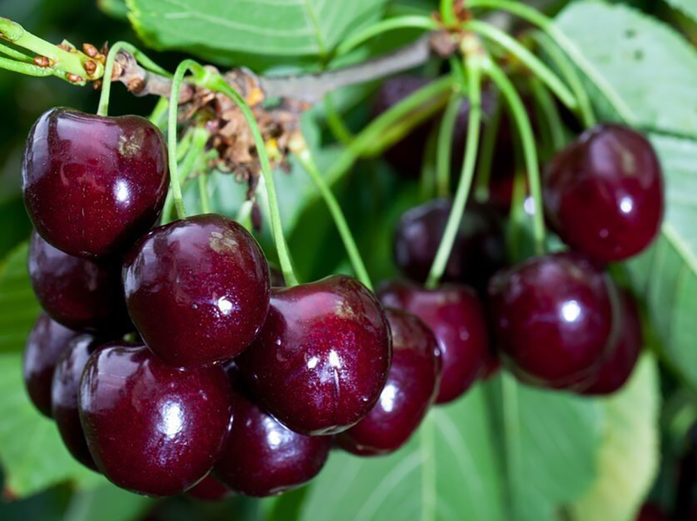 Саженец ДЮКа «Чудо-вишня» (Вишне-черешневый гибрид, Легендарный сорт, Ранний, Десертный вкус)