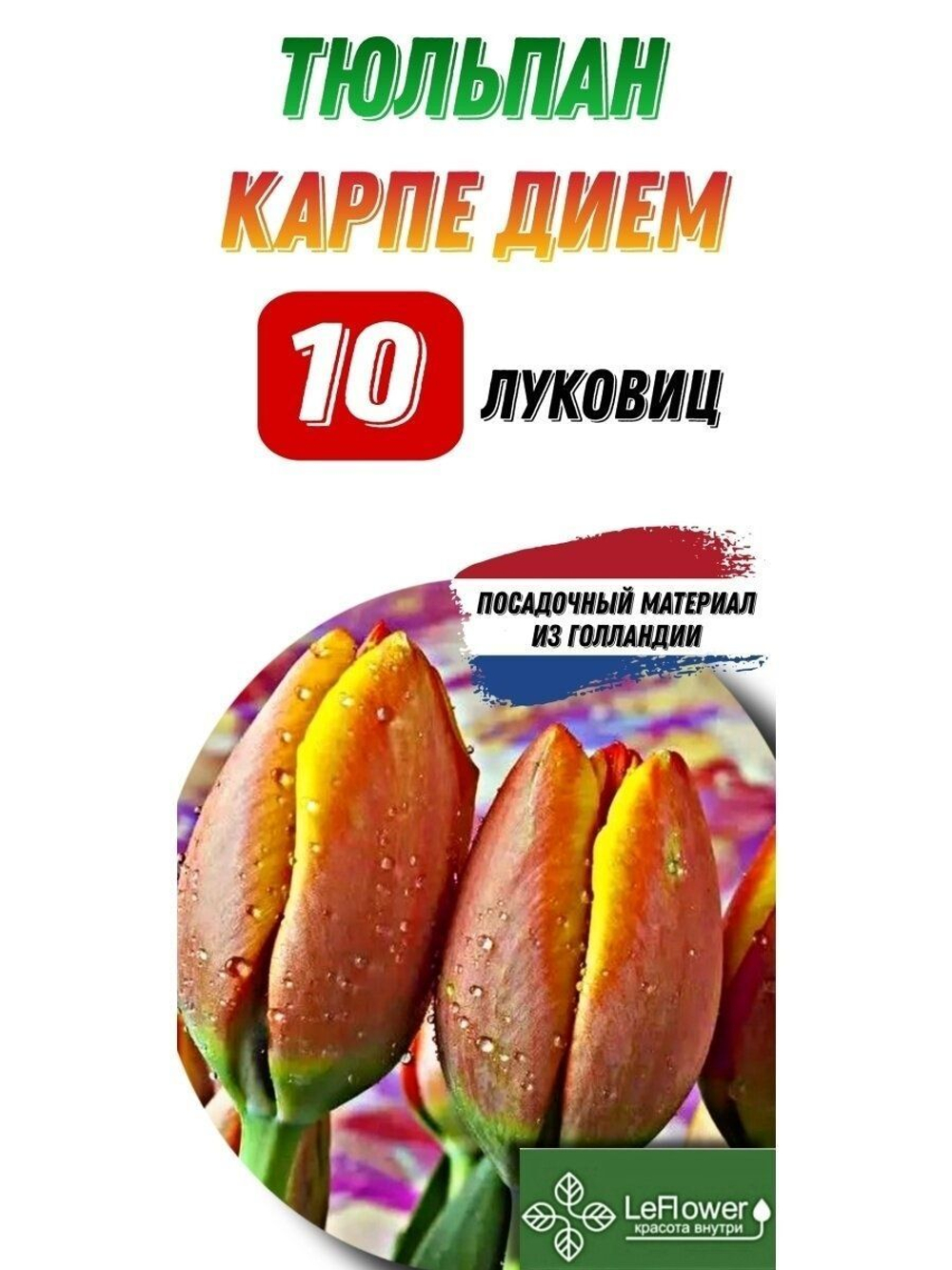 тюльпан карпедием10 луковиц