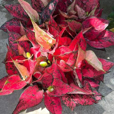 Аглаонема MAGENTA