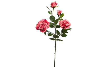 Роза нежно-розовая