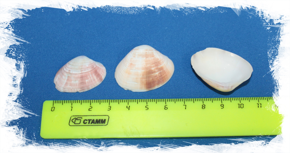 Спизула размер