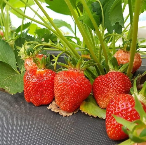 Клери (Clery), Италия