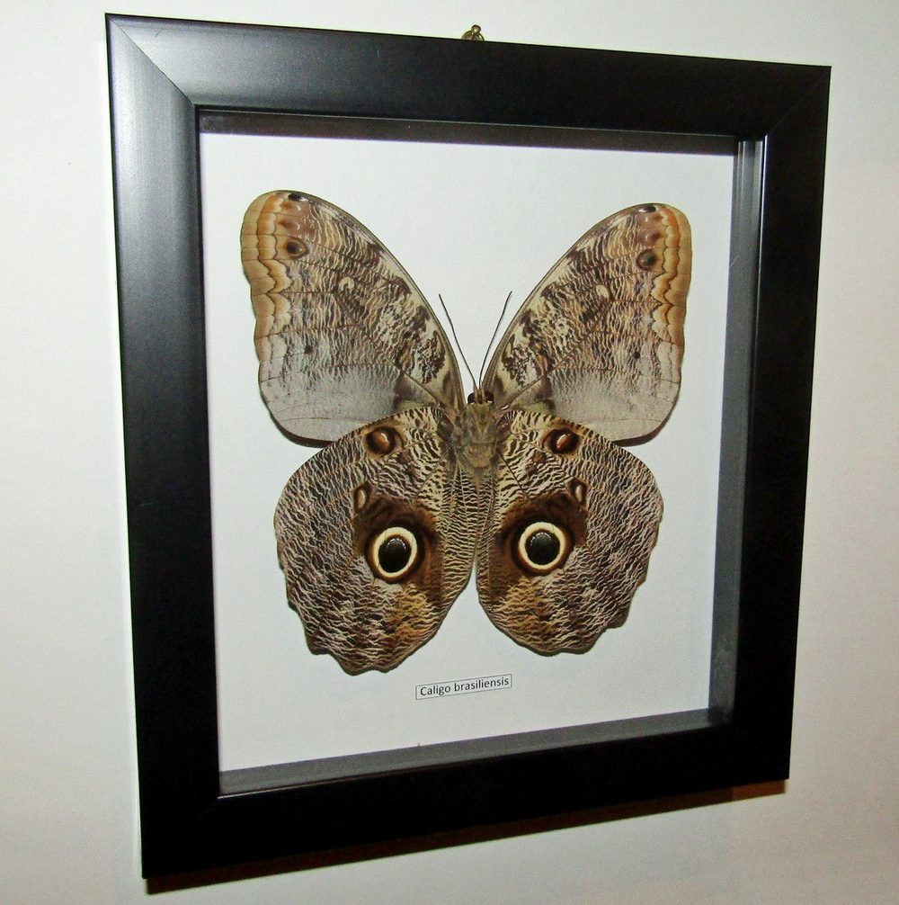 Бабочка Филин Caligo brasiliensis в рамке
