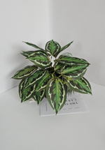 Калатея свисающая / Арт 6372