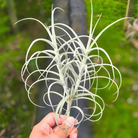 Тилландсия Wonga (mallemontii x duratii)