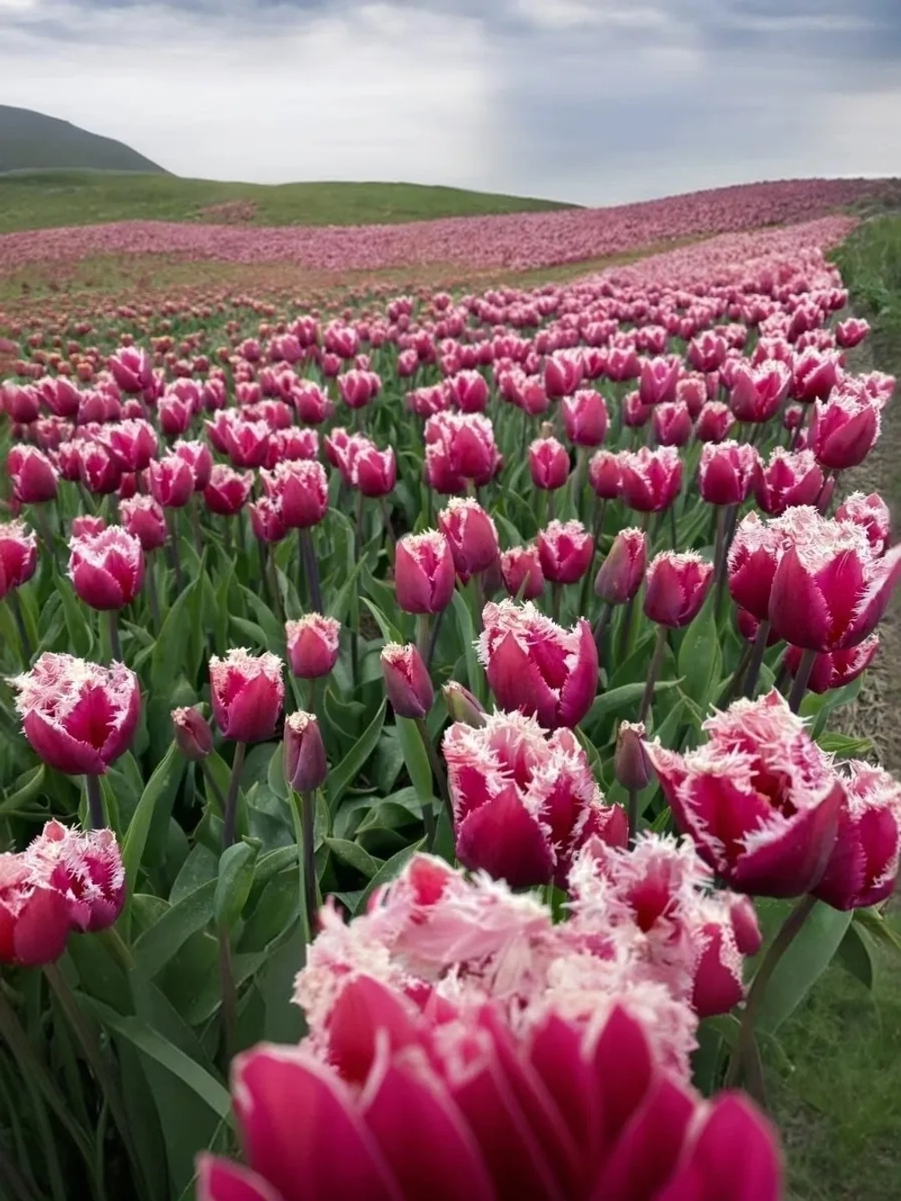 Тюльпан Бахромчатый Сан Мартин