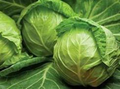 Джетодор F1 семена капусты белокочанной (Syngenta / Сингента)