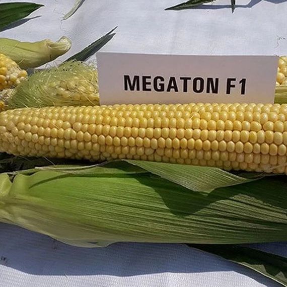 МЕГАТОН F1 семена кукурузы (Clause | Alexagro)