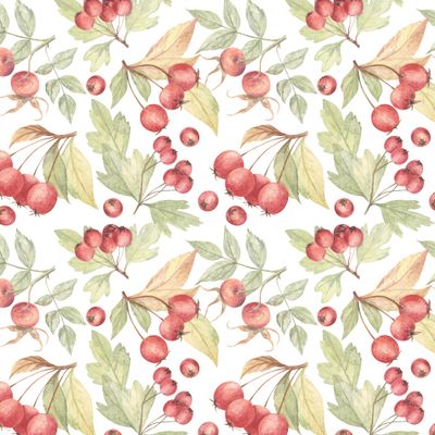 Боярышник и шиповник на белом / Hawthorn on white