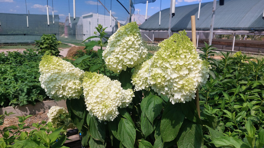 Гортензия метельчатая "Меджикал Маунт Малинче (3/6 веток) Закупка М59 апрель 2026