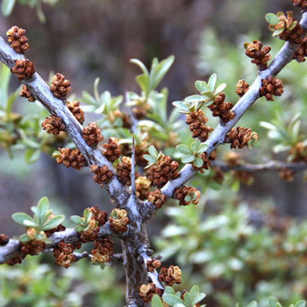 Облепиха Гном (мужской опылитель)