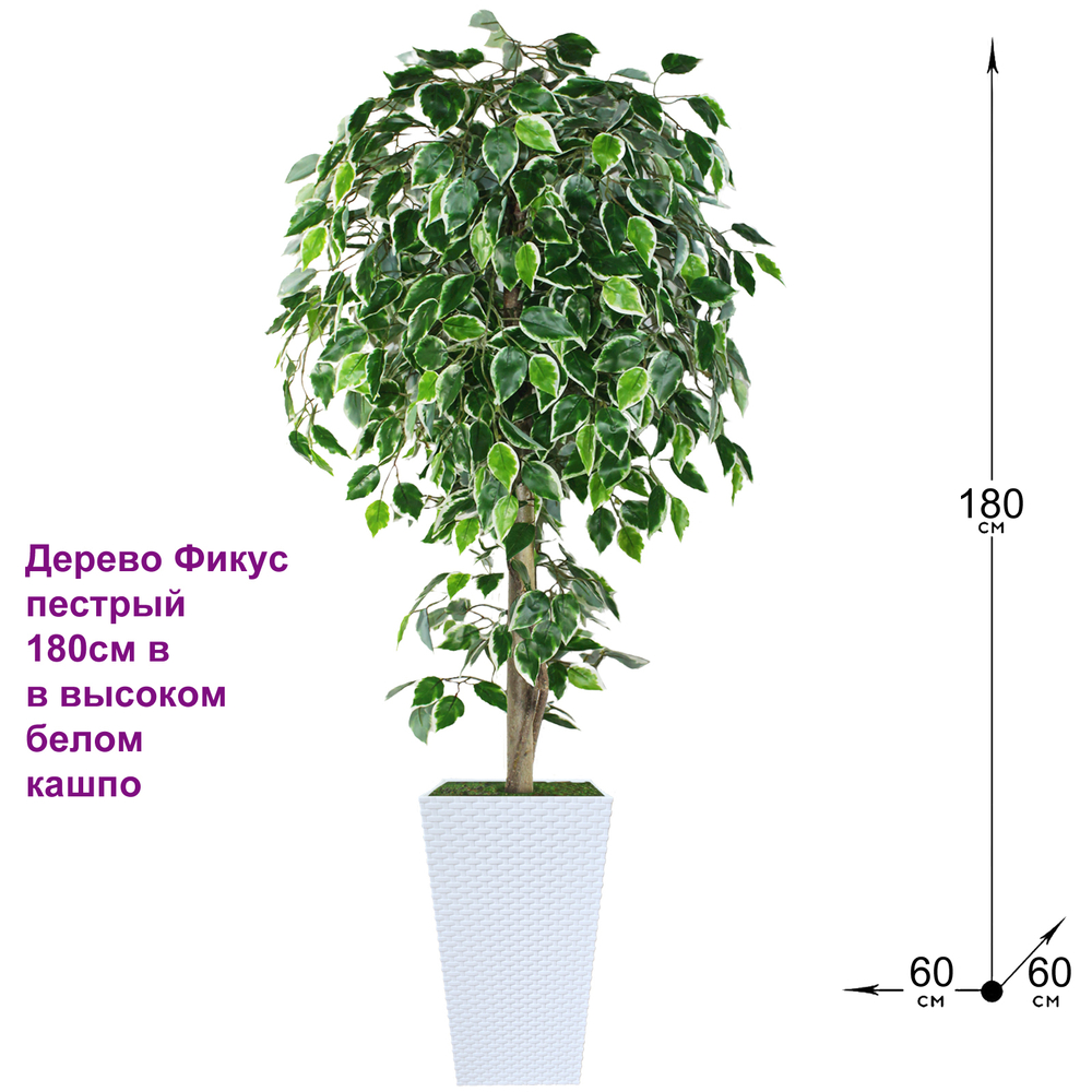 Искусственное дерево Фикус пестрый 180см в высоком белом кашпо ротанг