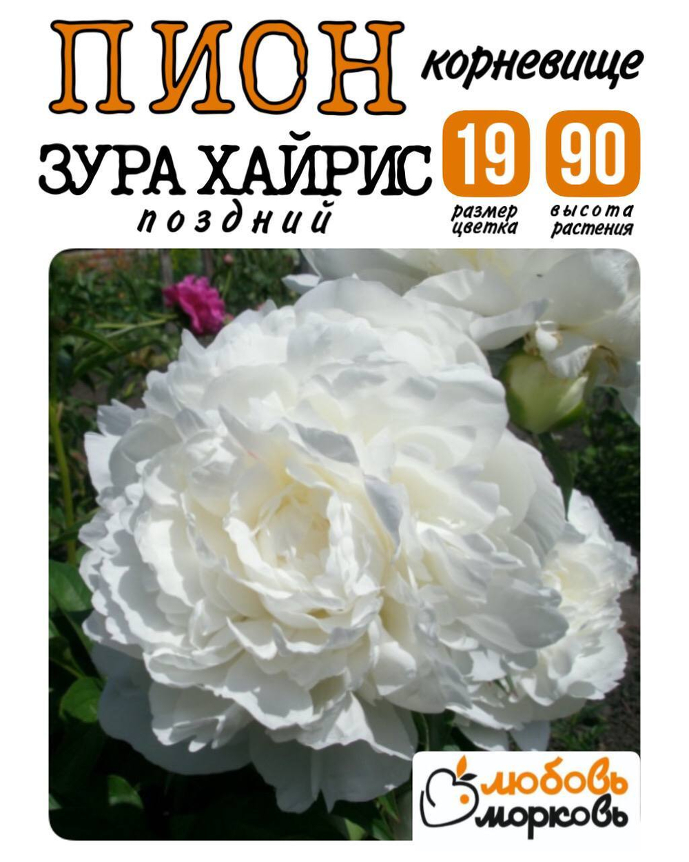 Пион Корневище, Зура Хайрис, 3+ почек, 1шт (Любовь Морковь)