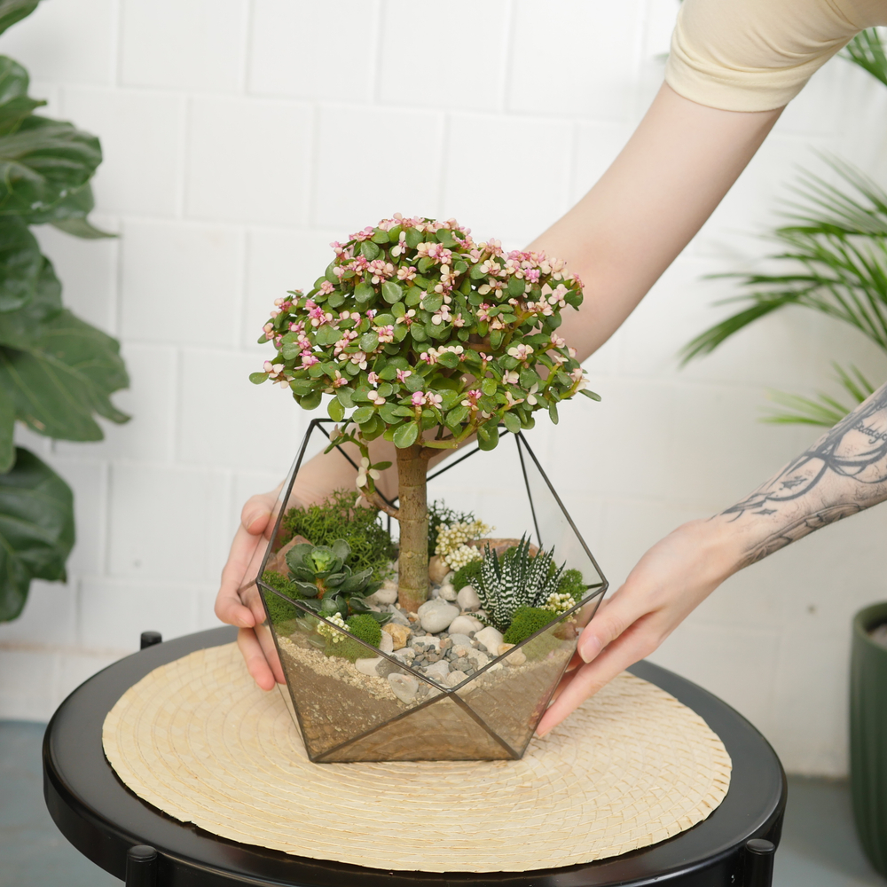 Готовый флорариум с суккулентами бонсай Икос