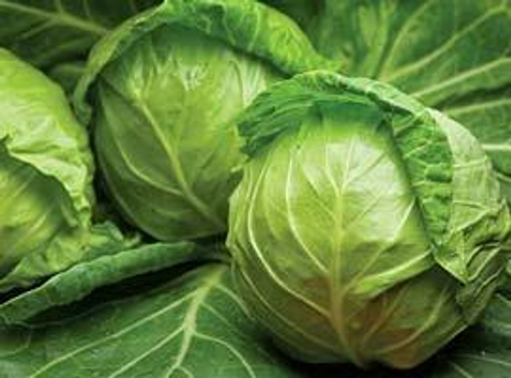 Джетодор F1 семена капусты белокочанной (Syngenta / Сингента)