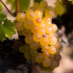 Фурминт (Furmint) - белый сорт винограда