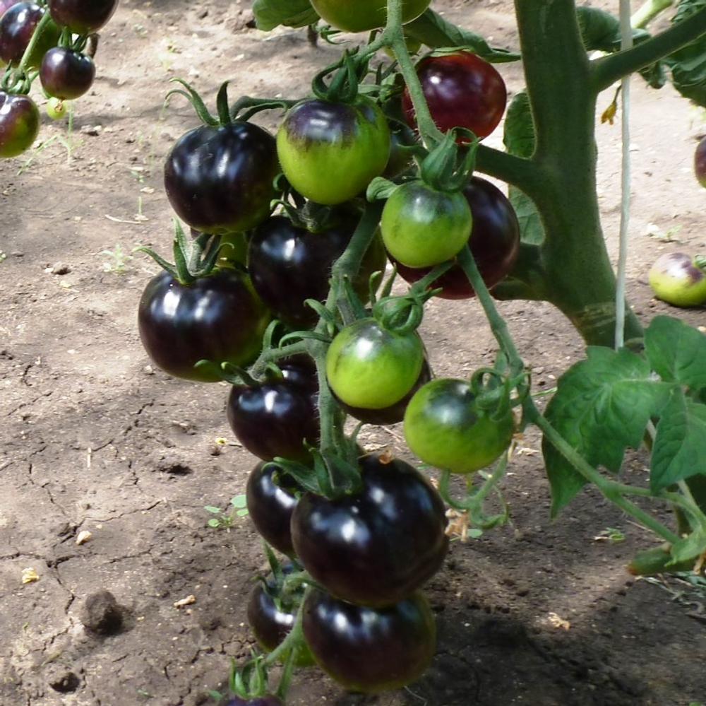 Помидоры - Indigo Rose - Индиго Розе