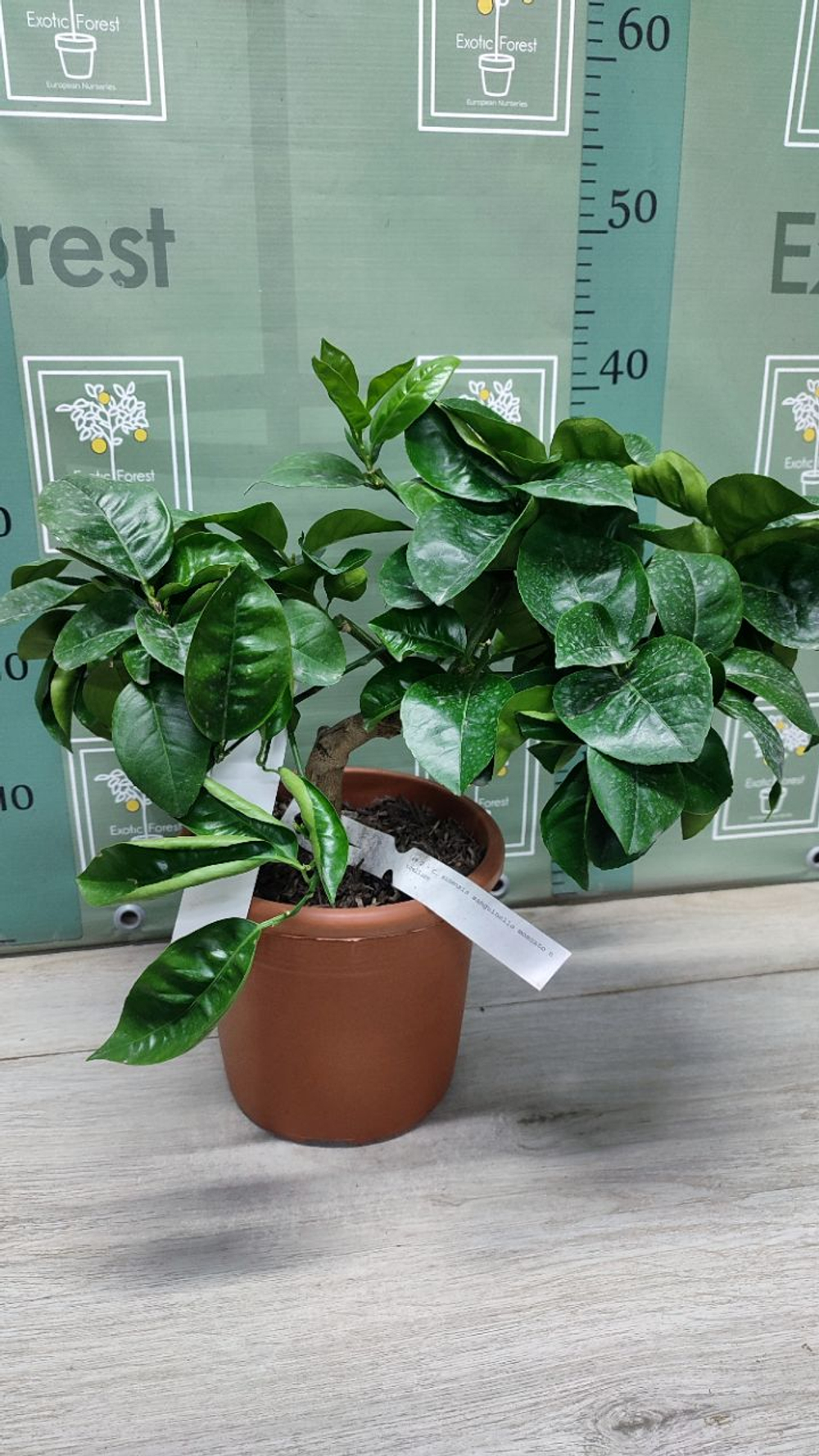 C. sinensis “Sanguinello moscato nucellare”