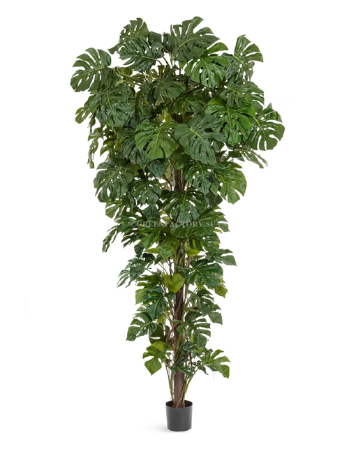 Монстера на стволе Гигантская